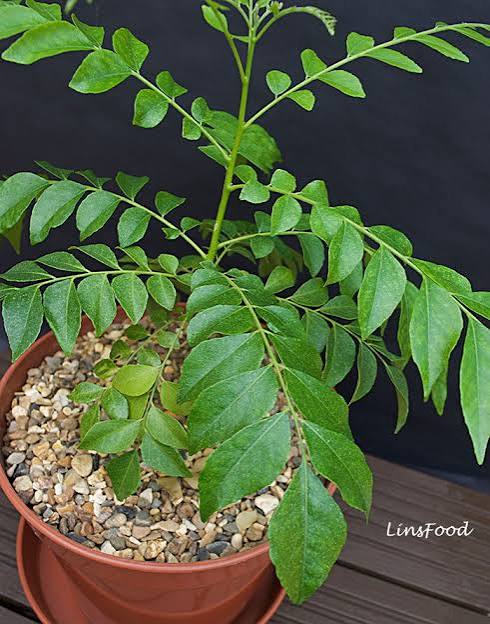 Curry Leaf Plants — Curry Leaves sapling available at Agro Nursery Garden